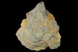 Pennsylvanian Fossil Brachiopod Plate - Kentucky #138902-1
